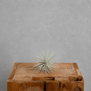 tillandsia-mini-silver-rostlinkovo