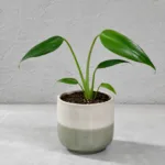 monstera-dilacerata-burle-marx-flame-rostlinkovo