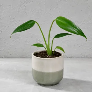 monstera-dilacerata-burle-marx-flame-rostlinkovo