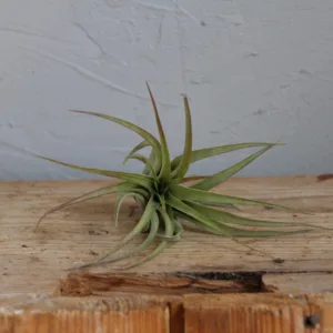 tillandsia-capitata-rostlinkovo