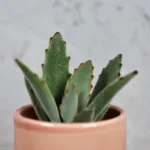 kalanchoe-tomentosa-pokojovka-sukulent-rostlinkovo