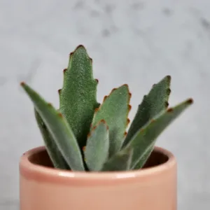kalanchoe-tomentosa-pokojovka-sukulent-rostlinkovo