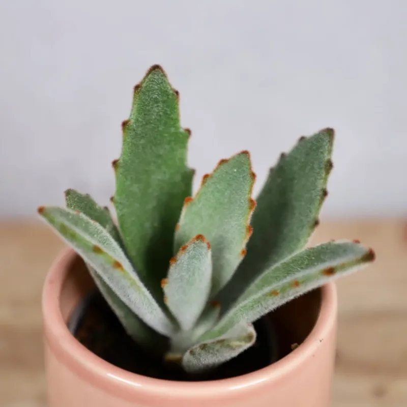 kalanchoe-tomentosa-pokojovka-sukulent-rostlinkovo