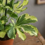 schefflera-arboricola-charlotte-panasovana-rostlina-rostlinkovo