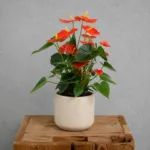 anthurium-andraeanum-orange-kytka-oranzova-pokojovka-rostlinkovo