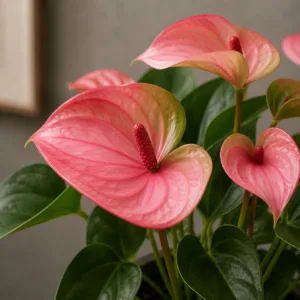 anthurium-andraeanum-matata-kytka-ruzova-pokojovka-rostlinkovo