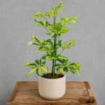 schefflera-arboricola-charlotte-panasovana-rostlina-rostlinkovo