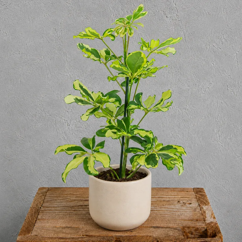 schefflera-arboricola-charlotte-panasovana-rostlina-rostlinkovo
