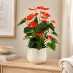 anthurium-andraeanum-orange-kytka-oranzova-pokojovka-rostlinkovo