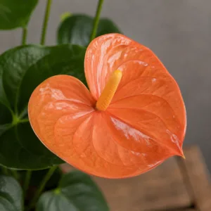 anthurium-andraeanum-orange-kytka-oranzova-pokojovka-rostlinkovo