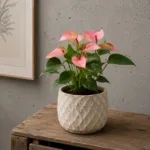 anthurium-andraeanum-matata-kytka-ruzova-pokojovka-rostlinkovo