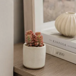 Sedum-Rubrotinctum-Aurora-rostlinkovo