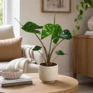 alocasia-stingray-rostlina-alokazie-rostlinkovo