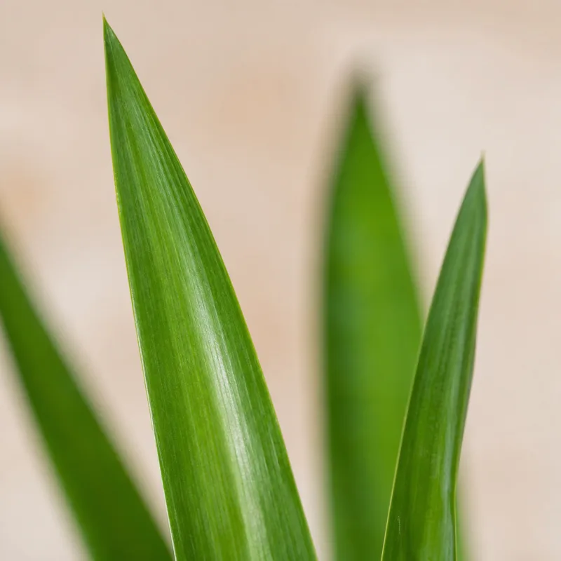 yucca-rostlinkovo