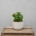 crassula-perforata-dark-green-pokojova-rostlina-pokojovka-sukulent-rostlinkovo
