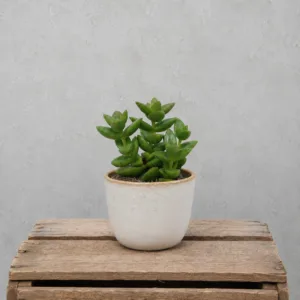 crassula-perforata-dark-green-pokojova-rostlina-pokojovka-sukulent-rostlinkovo