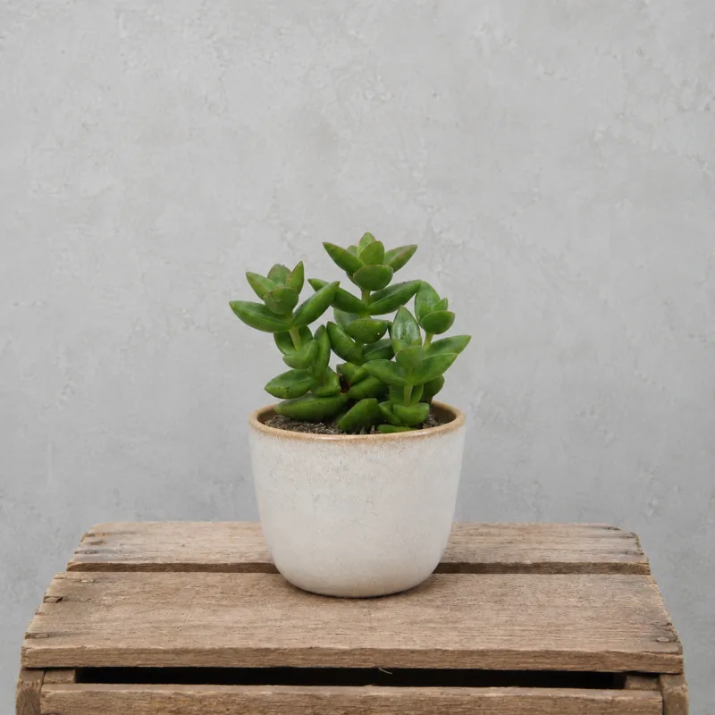 crassula-perforata-dark-green-pokojova-rostlina-pokojovka-sukulent-rostlinkovo