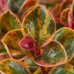 peperomia-creme-brulee-barevne-pokojovky-barevna-rostlina-rostlinkovo