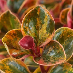 peperomia-creme-brulee-barevne-pokojovky-barevna-rostlina-rostlinkovo
