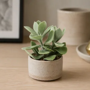 senecio-medley-woodii-sukulent-rostlina-rostlinkovo