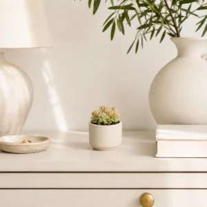 sedum-alice-evans-variegata-sukulent-rostlinkovo