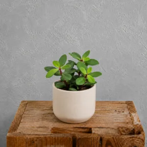 peperomia-pereskiifolia-pokojova-rostlina-rostlinkovo
