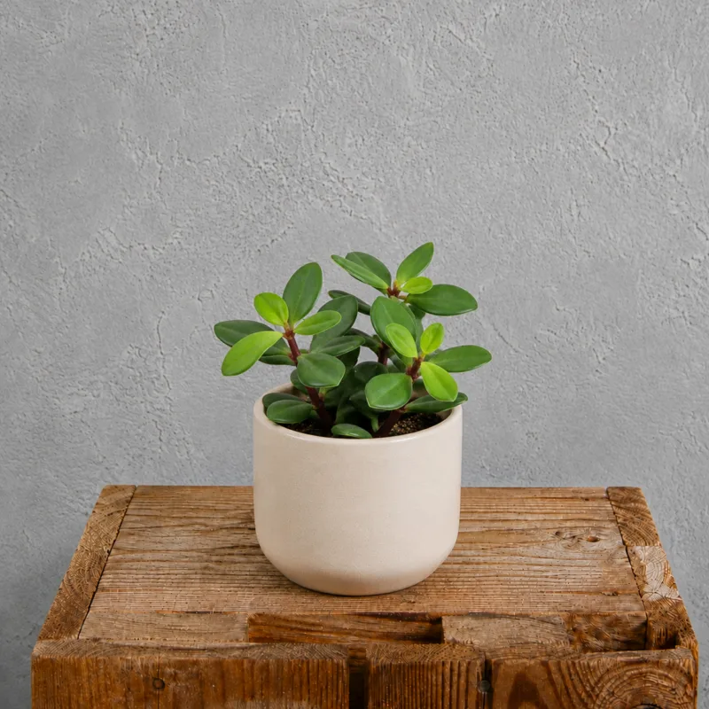 peperomia-pereskiifolia-pokojova-rostlina-rostlinkovo