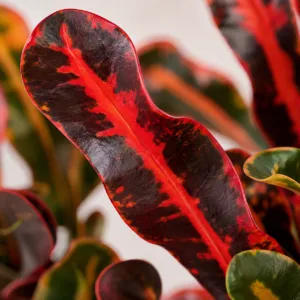 codiaeum-variegatum-mammi-barevna-rostlina-pokojovka-rostlinkovo