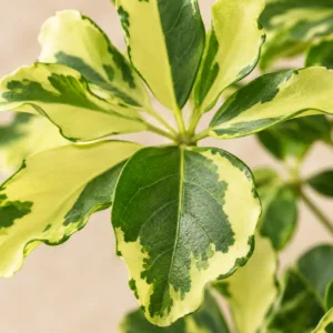 schefflera-arboricola-charlotte-panasovana-rostlina-rostlinkovo