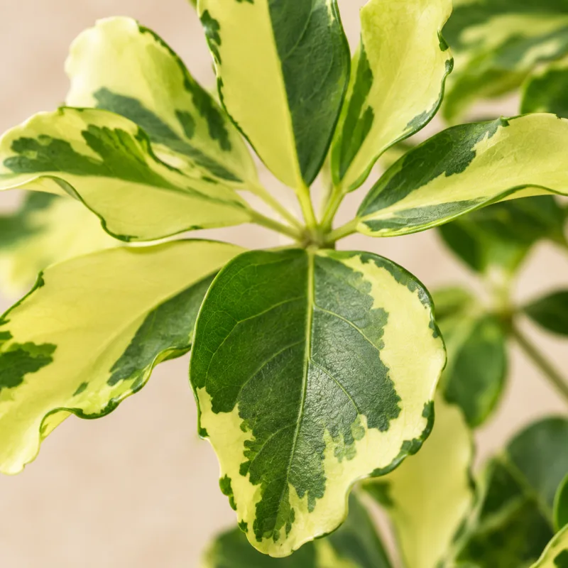 schefflera-arboricola-charlotte-panasovana-rostlina-rostlinkovo schefflera-arboricola-charlotte-panasovana-rostlina-rostlinkovo