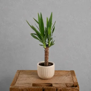 yucca-rostlinkovo