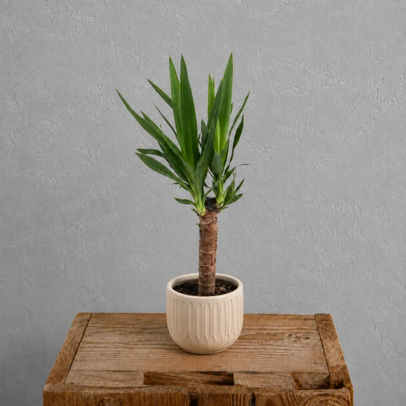 yucca-rostlinkovo