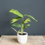 calathea-golden-mosaic-rostlina-rostlinkovo