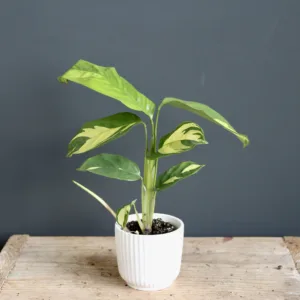 calathea-golden-mosaic-rostlina-rostlinkovo