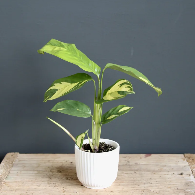 calathea-golden-mosaic-rostlina-rostlinkovo