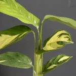 calathea-golden-mosaic-rostlina-rostlinkovo