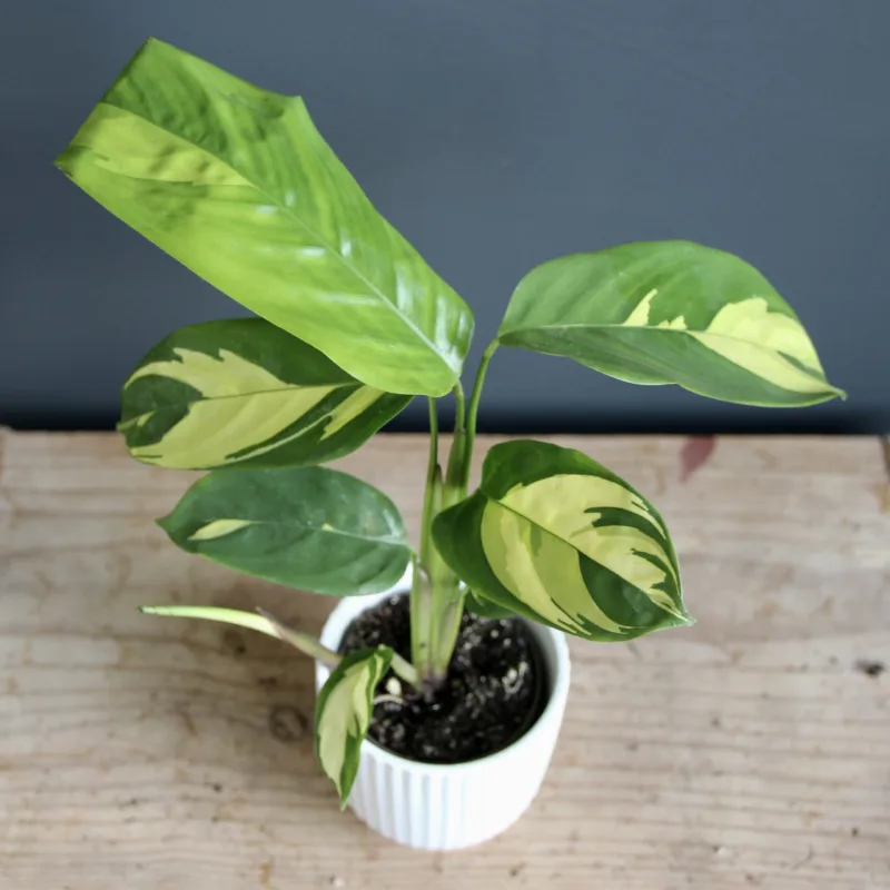 calathea-golden-mosaic-rostlina-rostlinkovo