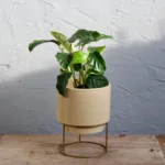 calathea-freddie-red-pokojovky-rostlinkovo