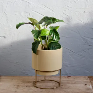calathea-freddie-red-pokojovky-rostlinkovo