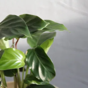 calathea-freddie-red-pokojovky-rostlinkovo