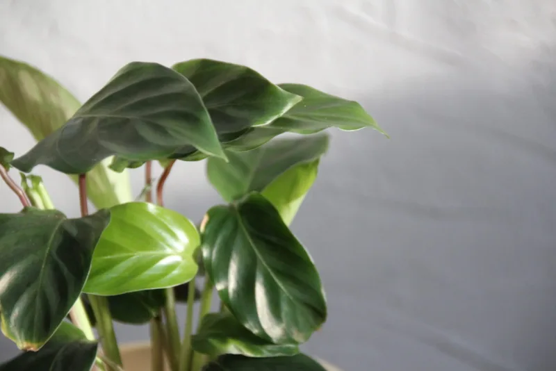calathea-freddie-red-pokojovky-rostlinkovo