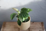 calathea-freddie-red-pokojovky-rostlinkovo