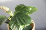 calathea-freddie-red-pokojovky-rostlinkovo