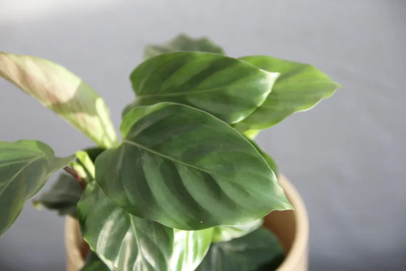 calathea-freddie-red-pokojovky-rostlinkovo