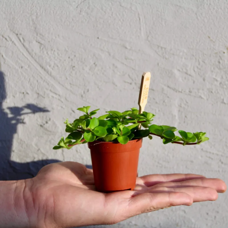 peperomia-rotundifolia-popinava-rostlina-rostlinkovo peperomia-rotundifolia-popinava-rostlina-rostlinkovo
