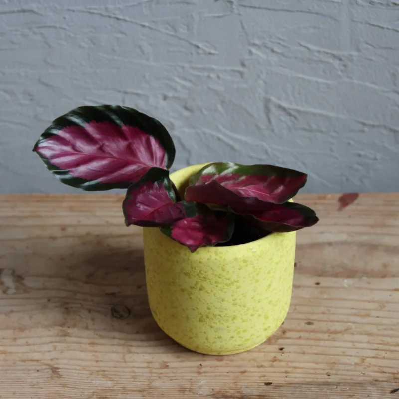 calathea-picturata-crimson-rostlina-rostlinkovo calathea-picturata-crimson-rostlina-rostlinkovo