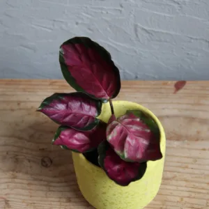 calathea-picturata-crimson-rostlina-rostlinkovo