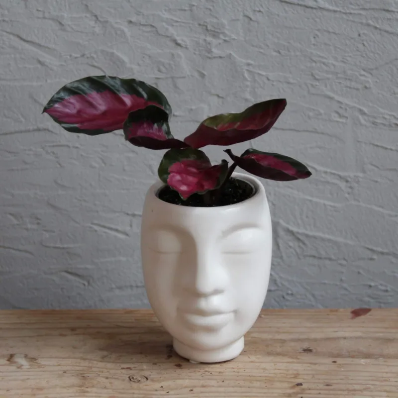 calathea-picturata-crimson-rostlina-rostlinkovo
