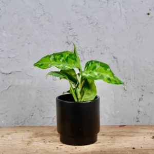 aglaonema-pictus-tricolor-baby-rostlina-rostlinkovo