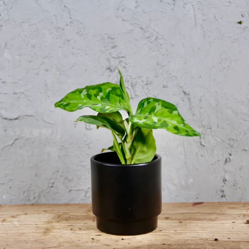 aglaonema-pictus-tricolor-baby-rostlina-rostlinkovo